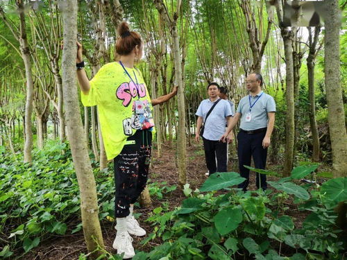 攀枝花市林業局組織開展林木種子生產經營許可 雙隨機 檢查