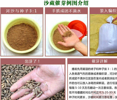 【林木種子新采正宗印度進口雪松種子香柏雪松籽寶塔松雪松樹實景照】沭陽飄香苗木園藝場 - 產品庫