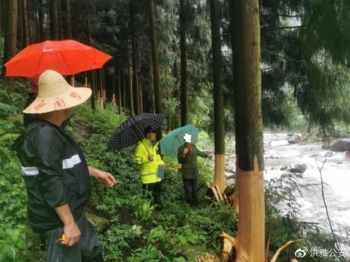 眉山現實版 光頭強 大量樹木被剝去樹皮,遺留在林內