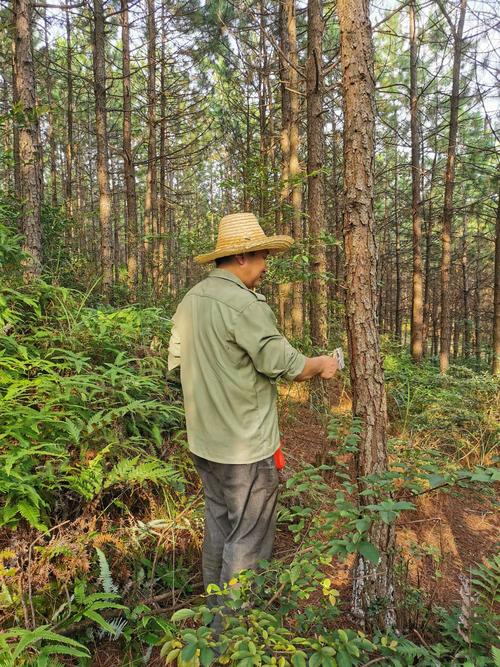 促進林木生長 培育森林資源 遇元分場順利完成森林撫育濕地松間伐