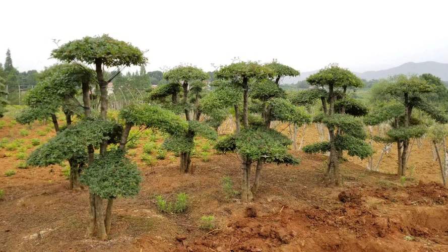 農村經濟林木:農村適合種植這幾種樹木,有你想要種植的嗎?