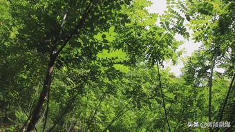 老黨員楊長虎 愛在青山中