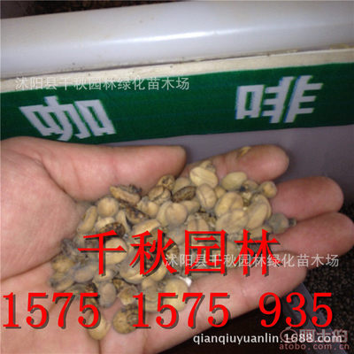 【山花爛漫咖啡種子咖啡豆種子林木種咖啡樹種子林木種子實拍圖貨到付款】沭陽縣千秋園林綠化苗木場 - 產(chǎn)品庫