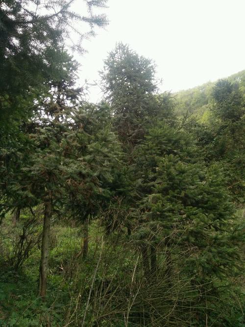 經常返回27年前耕作過的沙子地,冷沙大石包樹林里對林木看管和修枝