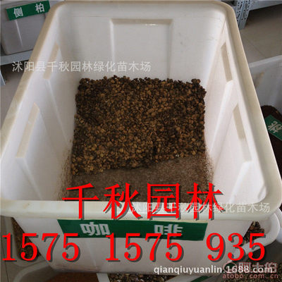 【山花爛漫咖啡種子咖啡豆種子林木種咖啡樹種子林木種子實拍圖貨到付款】沭陽縣千秋園林綠化苗木場 - 產(chǎn)品庫