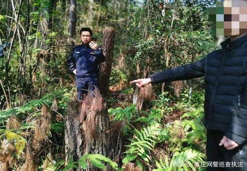 百日攻堅丨安化公安搗毀一盜伐林木團伙