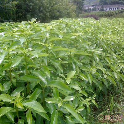 【大恒新采香樟種子大葉香樟小葉香樟包發(fā)芽樟樹種子優(yōu)質(zhì)林木種子】沭陽縣大恒苗木場 - 產(chǎn)品庫