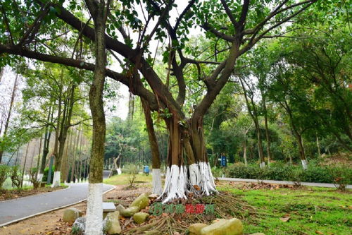 醫生山森林公園 觀察員