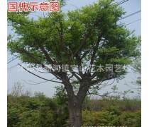 采摘國槐種子產(chǎn)品信息