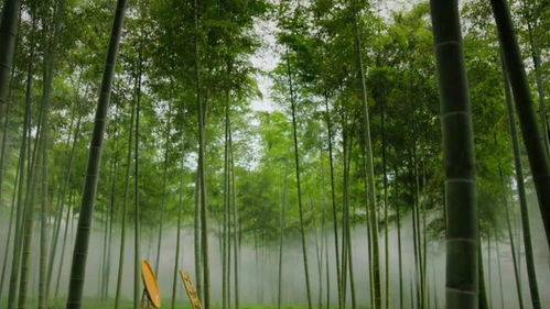 曬曬家鄉的 成績單 丨385萬立方米的林木蓄積量