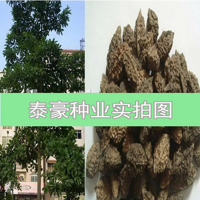 苗-求購澳洲堅果苗采購平臺求購產(chǎn)品詳情