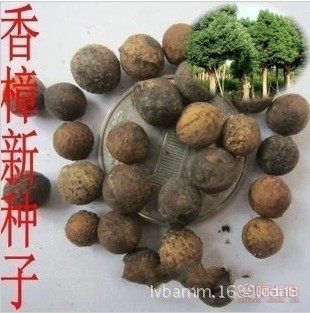 【批發(fā)當年新采香樟種子發(fā)芽率高大葉香樟種子林木種子】沭陽縣新河鎮(zhèn)新槐居委會綠霸苗木場 - 產(chǎn)品庫