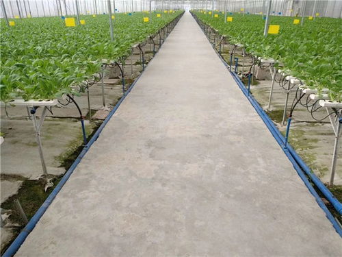 工廠承包蔬菜配送免費(fèi)咨詢