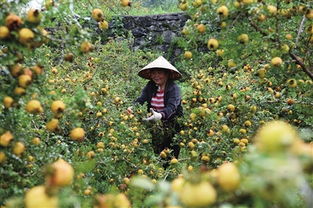 黔南刺梨產(chǎn)業(yè)由種植規(guī)模型轉(zhuǎn)向高質(zhì)量發(fā)展
