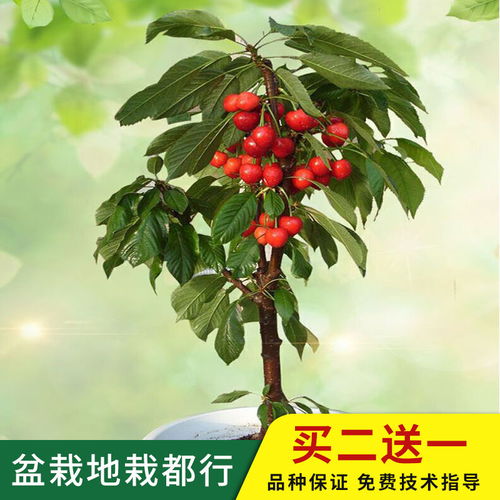 櫻桃車(chē)?yán)遄訕?shù)苗大櫻桃樹(shù)盆栽室內(nèi)南北方種植果樹(shù)當(dāng)年結(jié)果