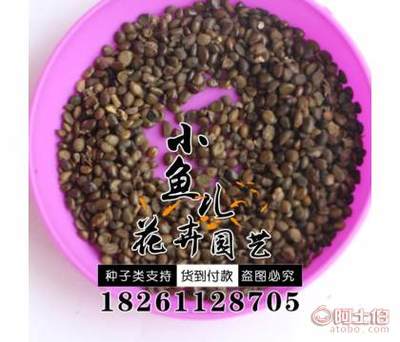 【林木種子批發紅花槐種子價格廠家直銷黃花槐種子銷售包發芽】沭陽縣扎下鎮小魚兒花卉園藝場 - 產品庫