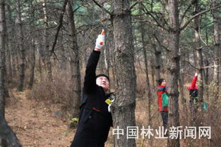 秋季林木撫育管護活動落地京西林場