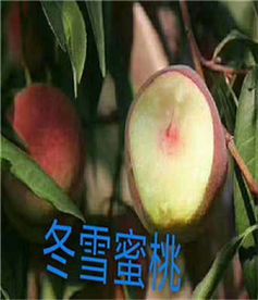 新聞 張家口雙喜紅油桃苗 供應(yīng)廠家