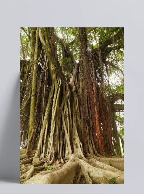 古老的榕樹(shù)根 榕樹(shù),攝影圖片,樹(shù)根,樹(shù)木,植物,植物圖片,植物照片,檀香樹(shù)根根雕,根雕樹(shù)根 賤忘癥