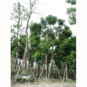 孿樹(shù)3產(chǎn)品圖片,孿樹(shù)3產(chǎn)品相冊(cè) - 重慶苗木/重慶巫溪明珠林木 重慶花卉苗木