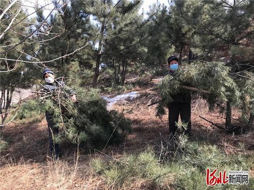 河北張家口市萬(wàn)全區(qū)北新屯鄉(xiāng)林木撫育保護(hù)生態(tài)環(huán)境