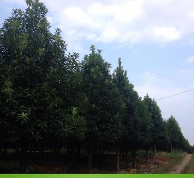 【棱角三礬樹苗 九江苗木基地直銷 成活率高 規(guī)格齊全 】價格_廠家_圖片 -