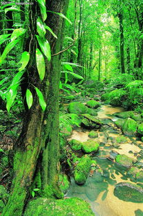 森林樹木0081 森林樹木圖 自然風(fēng)景圖庫 綠葉 林木 風(fēng)景