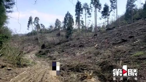 南川破獲特大濫伐林木案 十幾個山頭被砍空