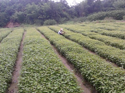 【供應林木樹種 楓香種子 楓香苗 楓香樹】價格,廠家,圖片,其他種子種苗,廣東省林業種子種苗公司-