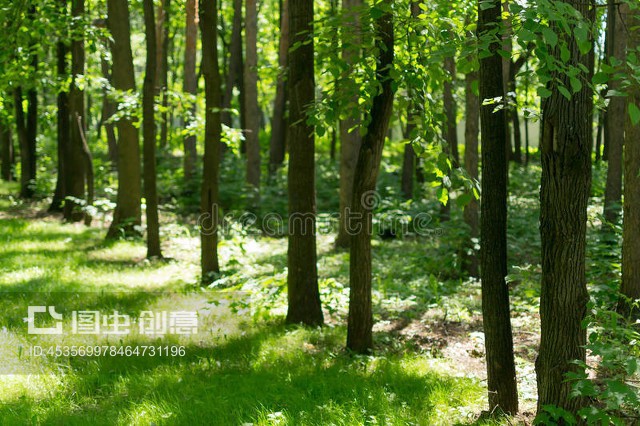 天然陽(yáng)光下林木Tree Lined Forest in Natural Sulight