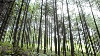 穩(wěn)步持續(xù)推進(jìn)改革 抱定主業(yè)分類突破