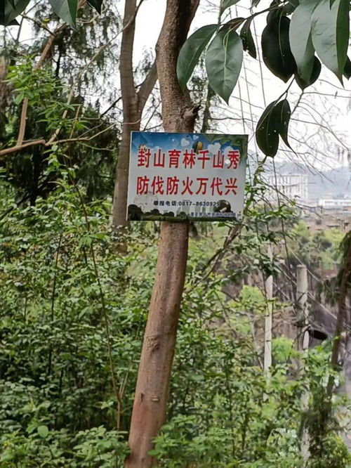 蓬安有網(wǎng)友疑惑,城區(qū)附近這座山上一些林木怎么變成了如此模樣