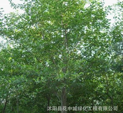 【種子批發(fā)江南榿木種子林木種子綠化樹(shù)種子 榿木種子 杞木種子】?jī)r(jià)格_廠家_圖片 -