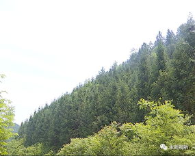 我縣積極開(kāi)展林木病蟲(chóng)害防治工作