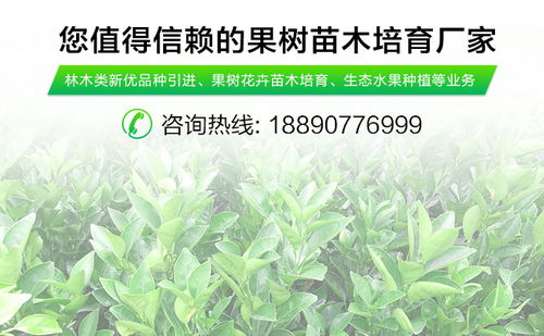 明日見(jiàn)柑橘種植 防城港明日見(jiàn)柑橘 湖南千思農(nóng)林科技公司
