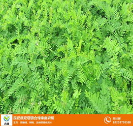 合綠家庭農(nóng)場(chǎng)批發(fā)紫穗槐小苗 圖 紫穗槐幼苗 廊坊紫穗槐