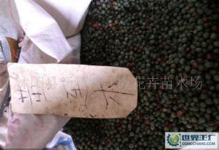 優(yōu)質(zhì)林木子種-黃連木種子_農(nóng)副產(chǎn)品_世界工廠網(wǎng)中國(guó)產(chǎn)品信息庫(kù)