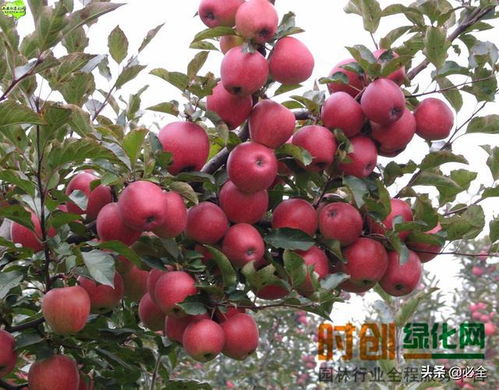 國(guó)家要加快經(jīng)濟(jì)林產(chǎn)業(yè)發(fā)展,經(jīng)濟(jì)林到底有什么好
