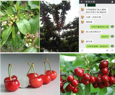 葡萄?；ū９~面肥 ?；ū９?膨果上色 補硼補鈣 硼鈣葉面肥 微量元素肥 開金招商