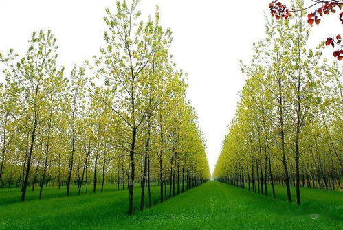 鹽城一處低調(diào)的森林氧吧,林木青翠,鳥(niǎo)語(yǔ)花香