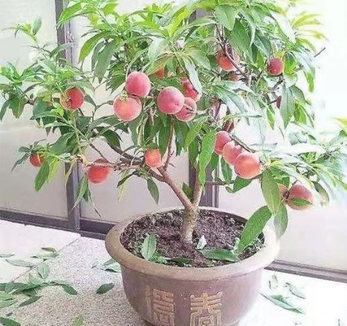 盆桃種植前景觀花觀果樹種栽培
