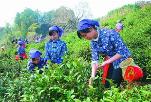 春茶正當(dāng)時(shí) 合肥出發(fā)安徽最美采茶地精品推薦