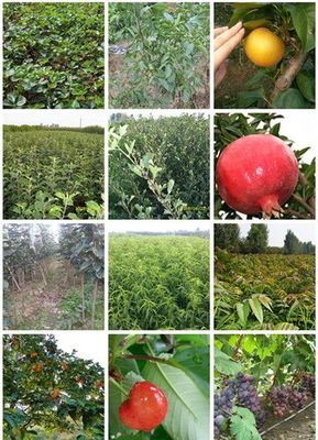 南方脫毒入大棚草莓苗品種,甜查理草莓苗、四季草莓苗價(jià)格