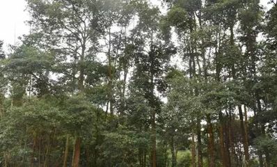 福建新增3處國家重點(diǎn)林木良種基地 一起看看都是哪?_旅游_網(wǎng)