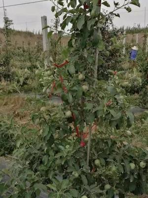 果農(nóng)種植果樹老是賠多賺少怎么辦?學(xué)會這些方法是關(guān)鍵