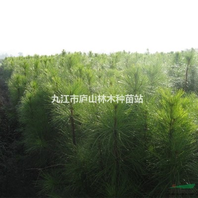 供應濕地松小苗