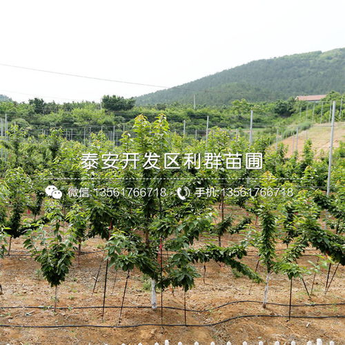 【矮化紅艷櫻桃苗批發價格是多少】- 