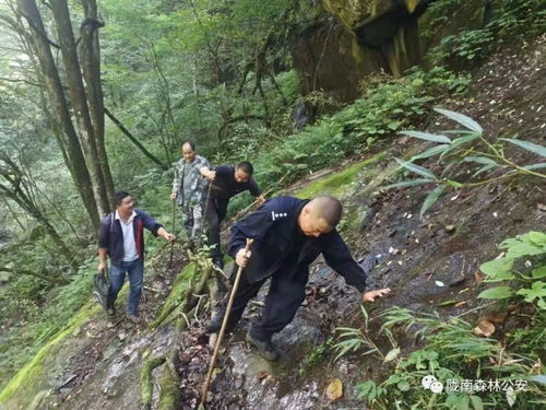 近日,康南大隊連續破獲三起盜伐林木案