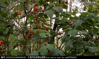 林木