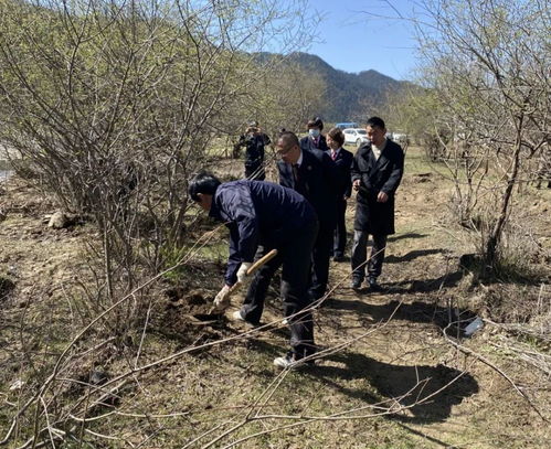 洮河林區(qū) 現(xiàn)場監(jiān)督一起盜伐林木案補(bǔ)植復(fù)綠執(zhí)行活動